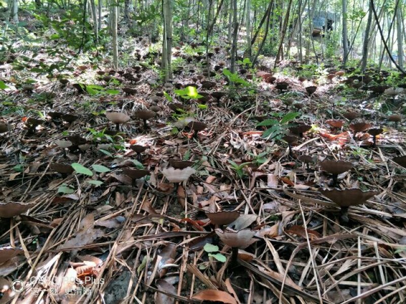 桂林龙燕菌业紫灵芝菌种批发。。。。。。。。