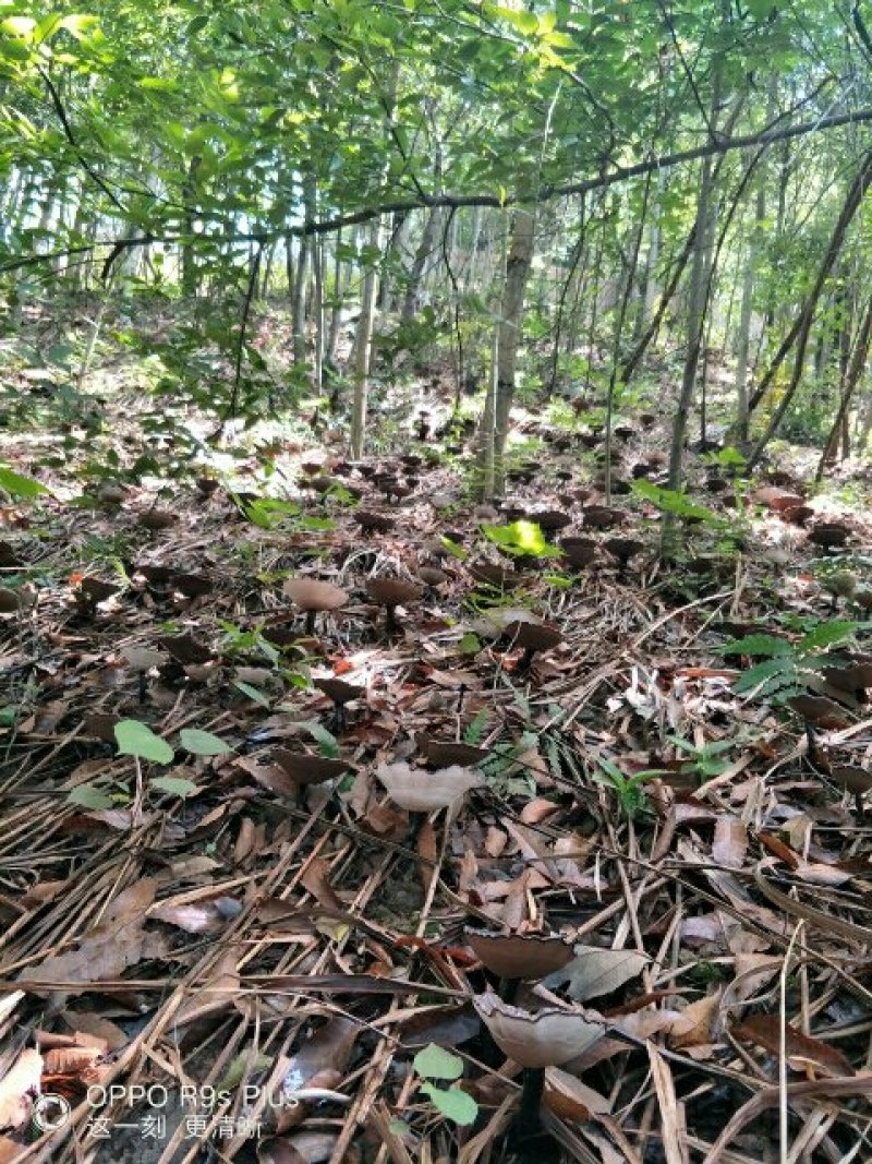 桂林龙燕菌业紫灵芝菌种批发。。。。。。。。