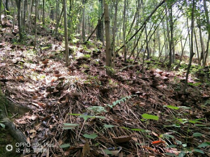 桂林龙燕菌业紫灵芝菌种批发。。。。。。。。