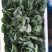 太湖菜苏州青，矮脚短梗黑油青菜(大中小价格不同)