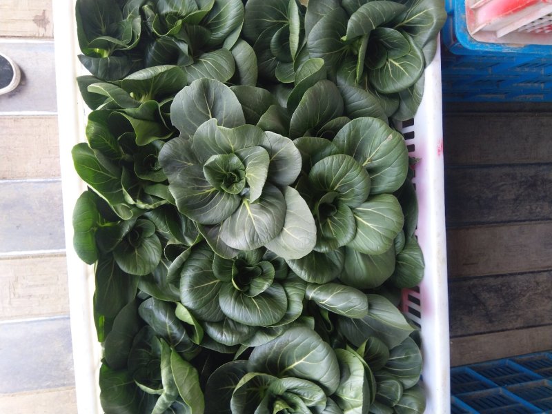 太湖菜苏州青，矮脚短梗黑油青菜(大中小价格不同)