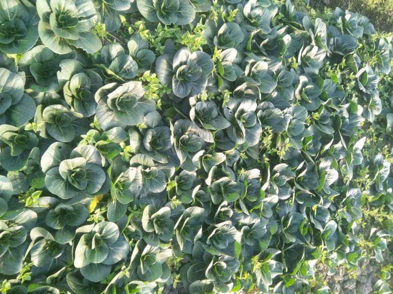 太湖菜苏州青，矮脚短梗黑油青菜(大中小价格不同)