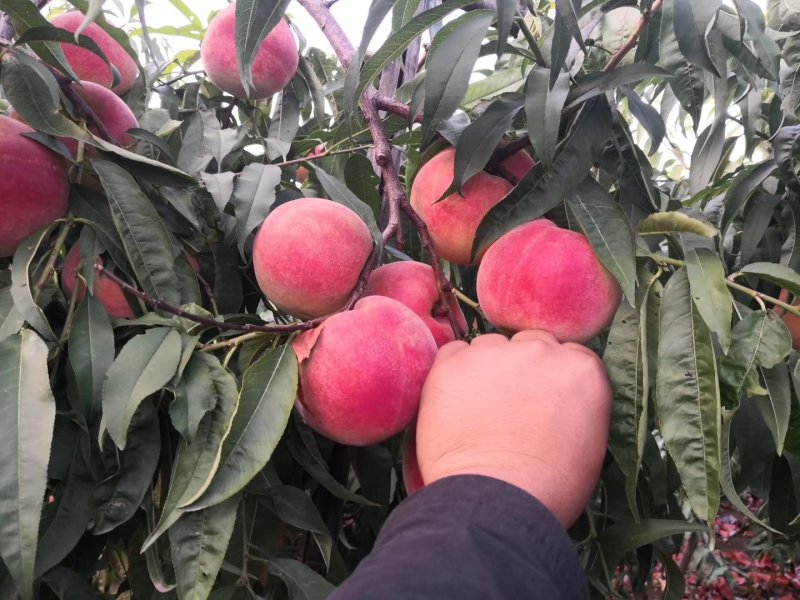 诚信销售中油4号，保证品种质量，现挖现卖，量大从优