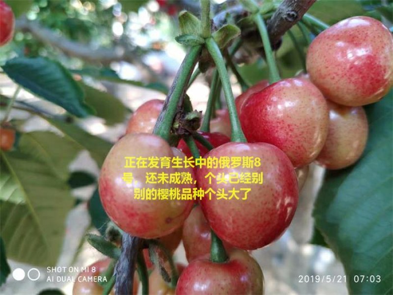 【有好货】俄罗斯8号大樱桃苗俄罗斯8黑珍珠樱桃苗美国一号