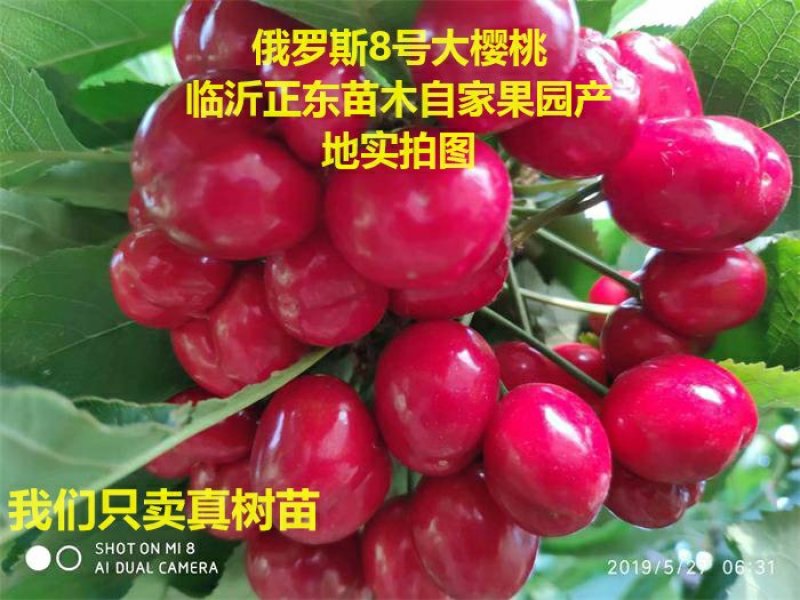 【有好货】俄罗斯8号大樱桃苗俄罗斯8黑珍珠樱桃苗美国一号