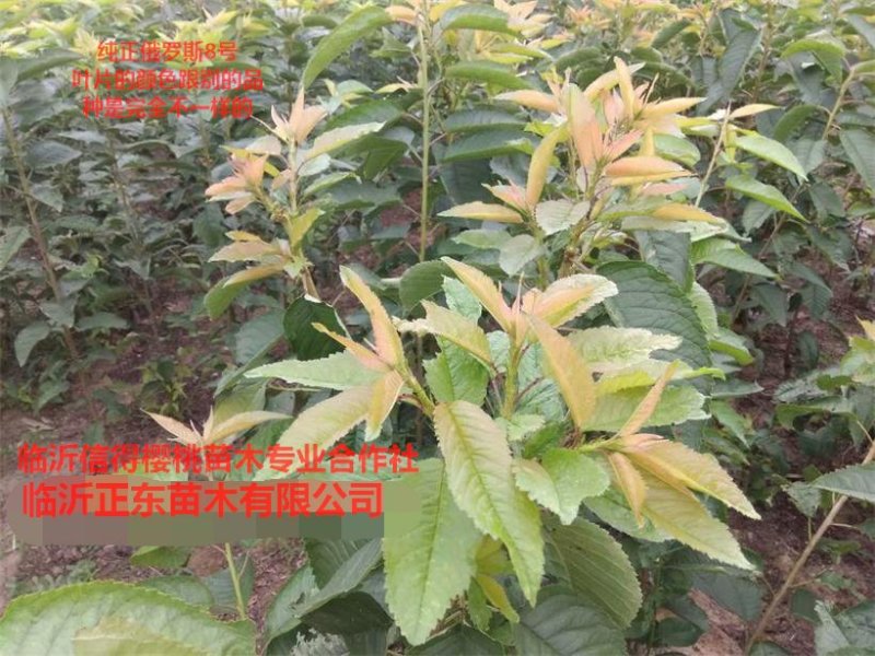 【有好货】俄罗斯8号大樱桃苗俄罗斯8黑珍珠樱桃苗美国一号