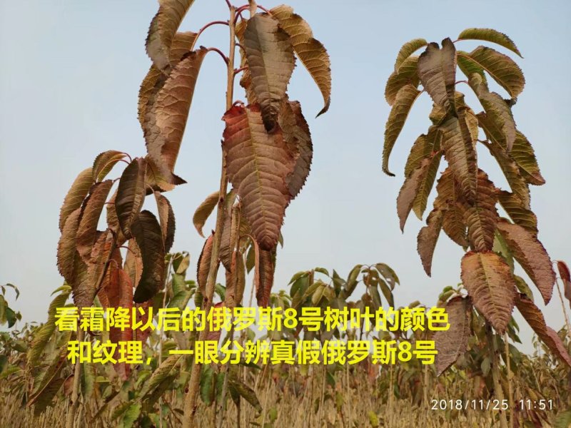 【有好货】俄罗斯8号大樱桃苗俄罗斯8黑珍珠樱桃苗美国一号
