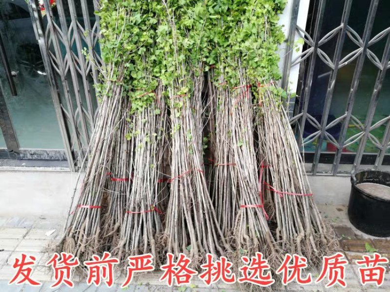银杏树占地拆迁苗银杏树苗银杏苗银杏树小苗行道绿化