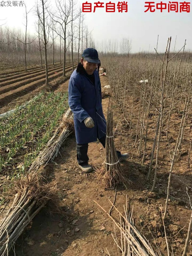 银杏树占地拆迁苗银杏树苗银杏苗银杏树小苗行道绿化