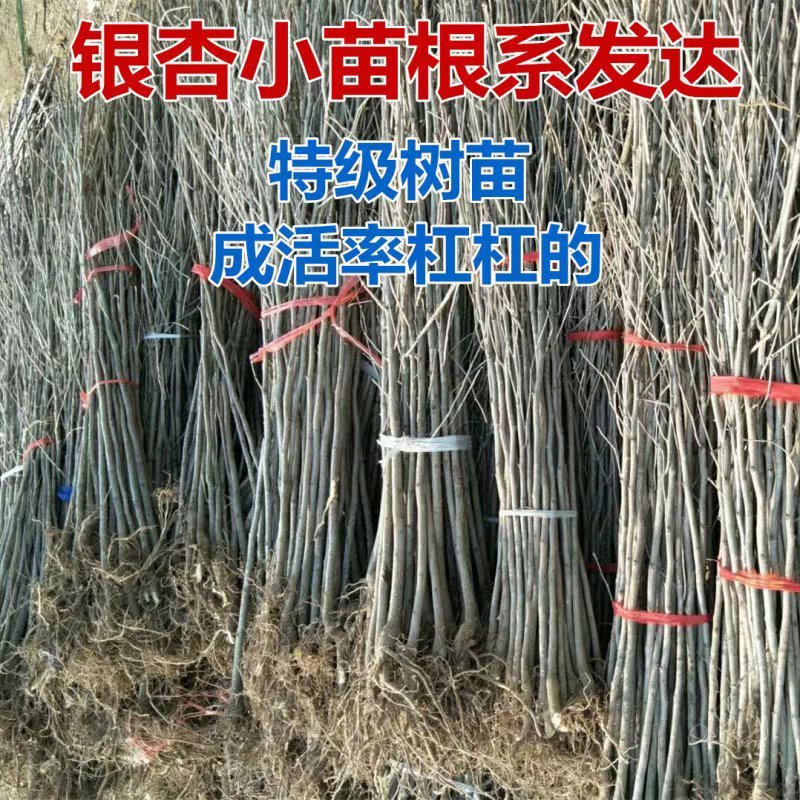 银杏树占地拆迁苗银杏树苗银杏苗银杏树小苗行道绿化