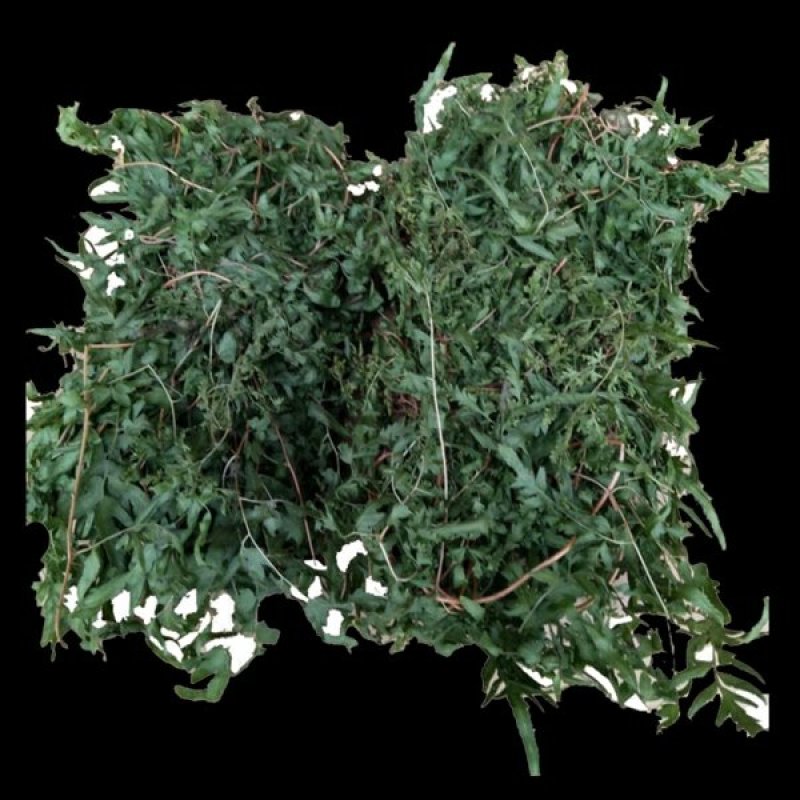 野生海金沙藤草500g包邮化结石茶左转藤荽珍冬毛铁线藤
