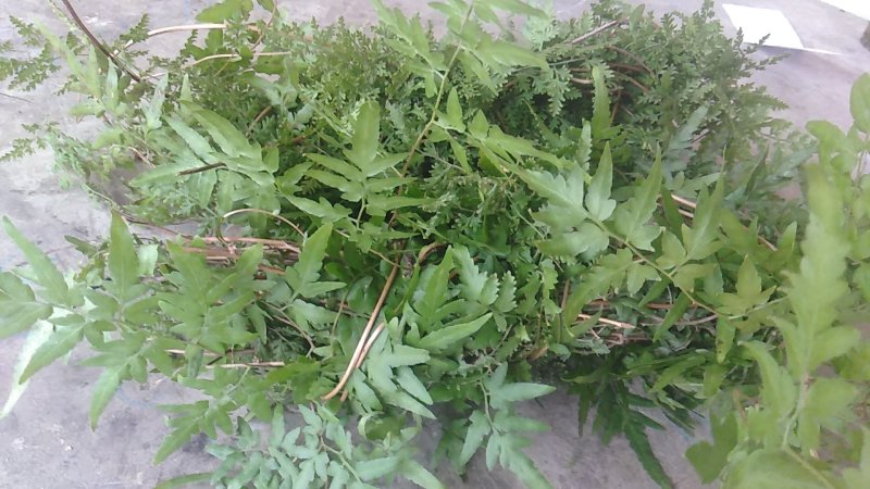 野生海金沙藤草500g包邮化结石茶左转藤荽珍冬毛铁线藤