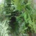 野生海金沙藤草500g包邮化结石茶左转藤荽珍冬毛铁线藤