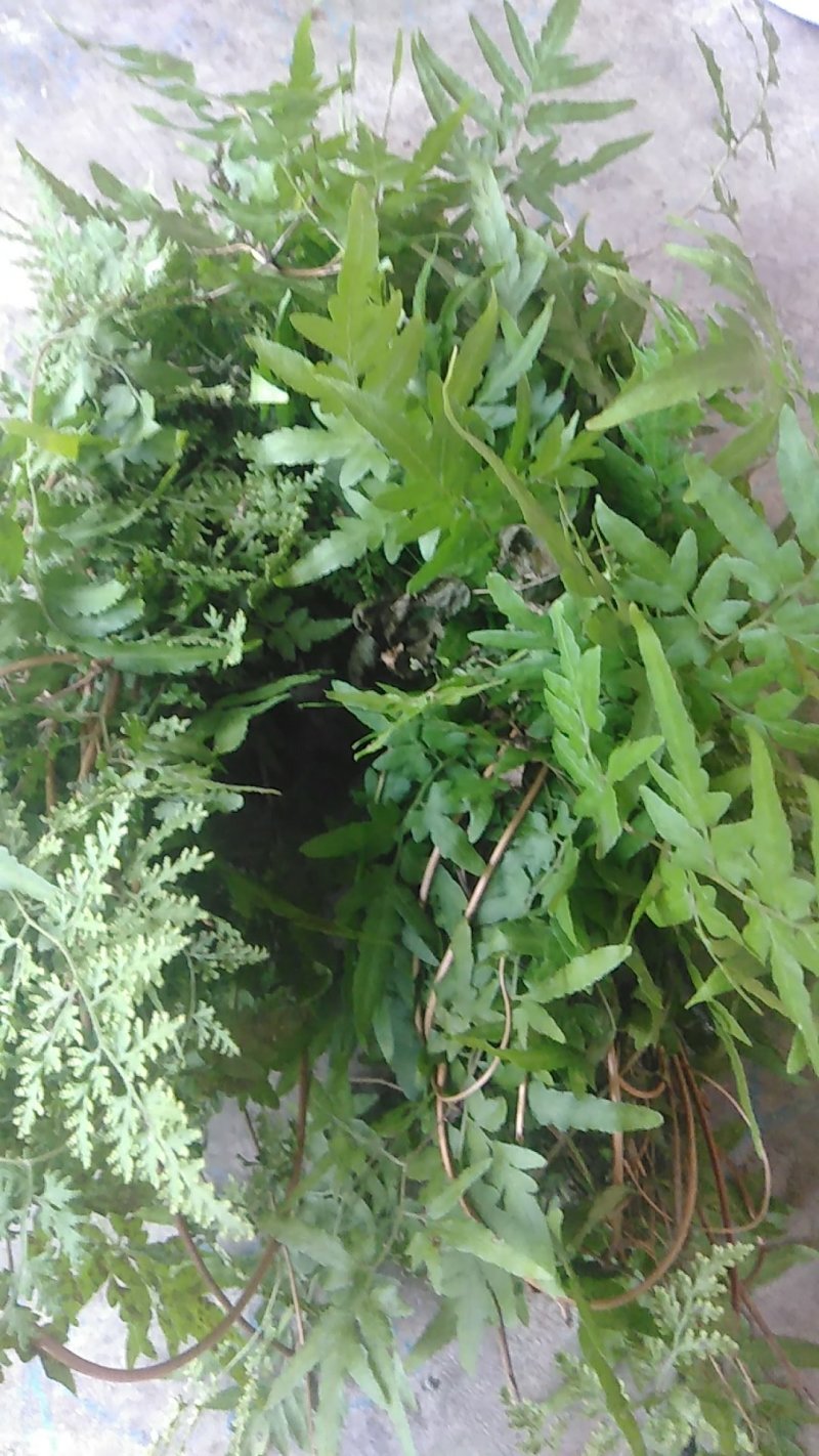 野生海金沙藤草500g包邮化结石茶左转藤荽珍冬毛铁线藤