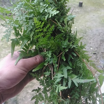 野生海金沙藤草500g包邮化结石茶左转藤荽珍冬毛铁线藤