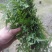 野生海金沙藤草500g包邮化结石茶左转藤荽珍冬毛铁线藤