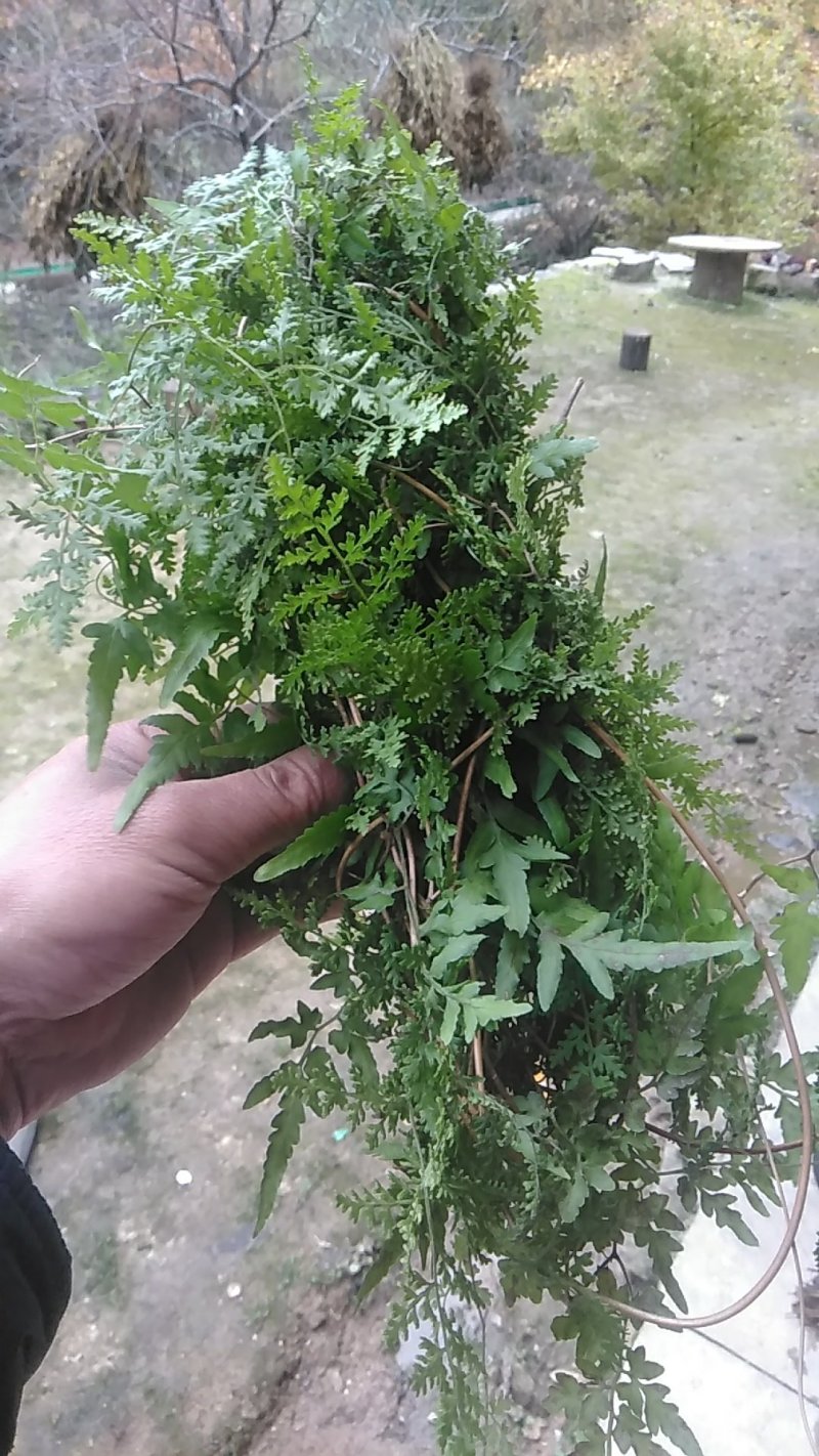 野生海金沙藤草500g包邮化结石茶左转藤荽珍冬毛铁线藤