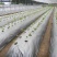双色银黑地膜反光除草防虫保湿农用薄膜葡萄银灰膜地膜