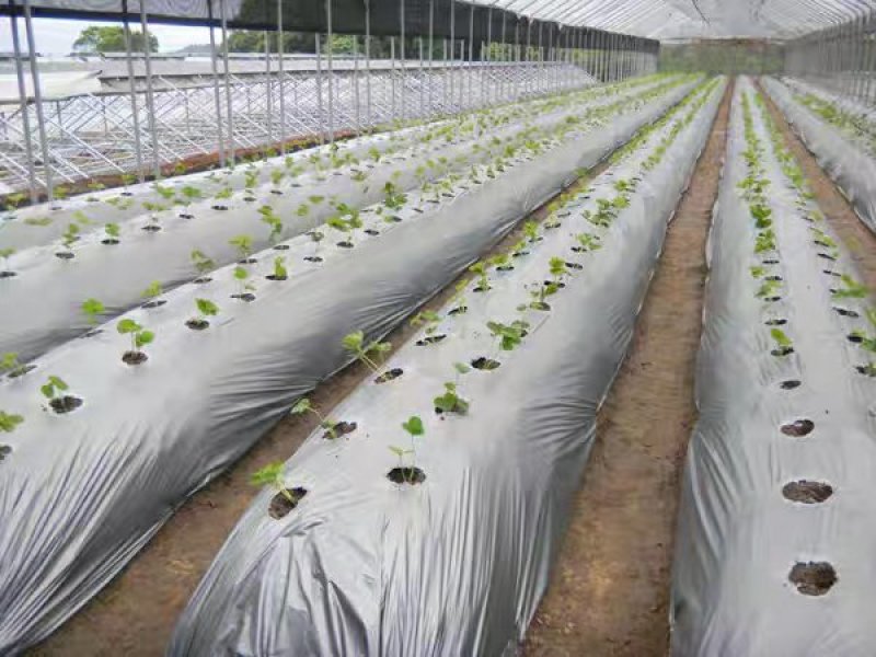 双色银黑地膜反光除草防虫保湿农用薄膜葡萄银灰膜地膜