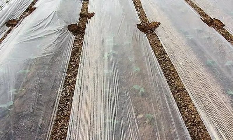 双色银黑地膜反光除草防虫保湿农用薄膜葡萄银灰膜地膜