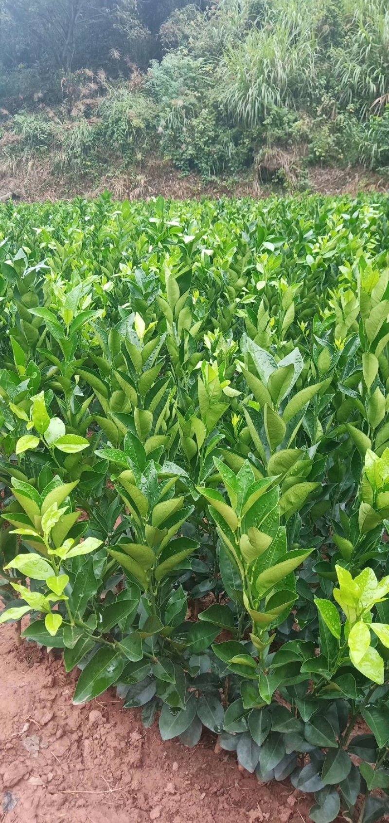 脐橙苗纽荷尔苗大叶纽荷尔可开三证