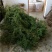 野生海金沙藤草500g包邮化结石茶左转藤荽珍冬毛铁线藤