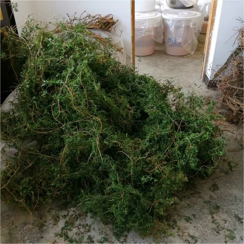 野生海金沙藤草500g包邮化结石茶左转藤荽珍冬毛铁线藤