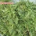 野生海金沙藤草500g包邮化结石茶左转藤荽珍冬毛铁线藤