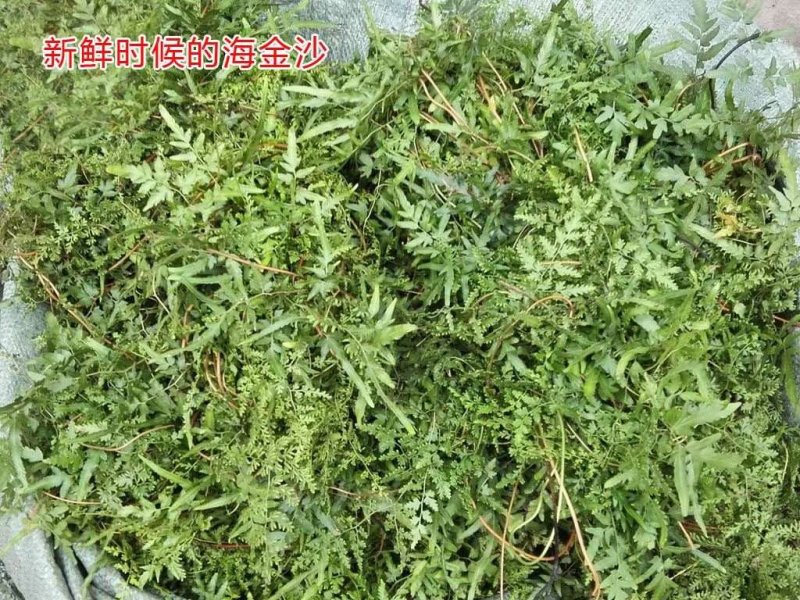 野生海金沙藤草500g包邮化结石茶左转藤荽珍冬毛铁线藤