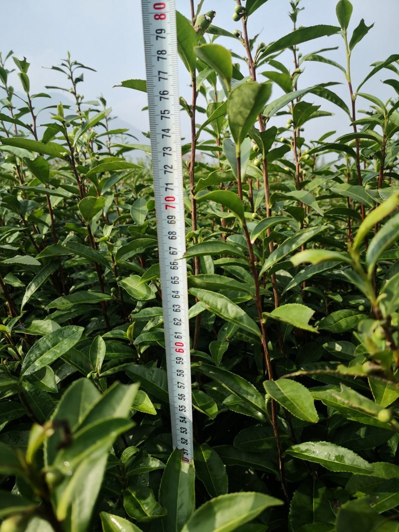 茶叶树苗给钱就卖