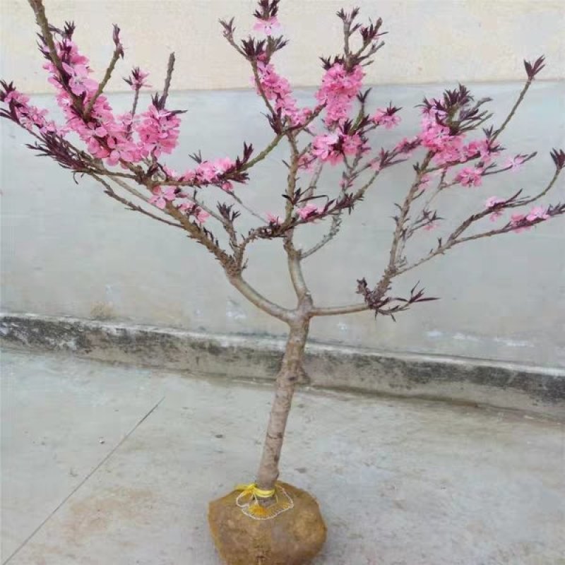 桃梅苗（红，粉）盆栽南北适种包成活包品种批发量大从优