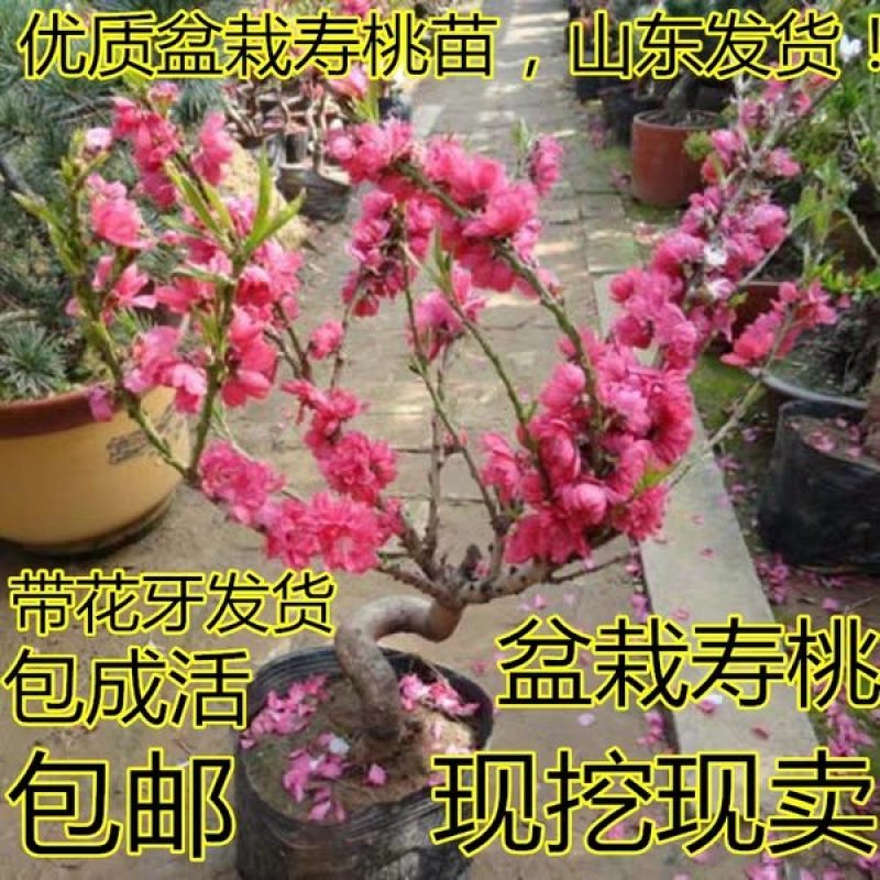 桃梅苗（红，粉）盆栽南北适种包成活包品种批发量大从优