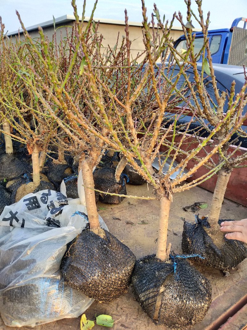 桃梅苗（红，粉）盆栽南北适种包成活包品种批发量大从优