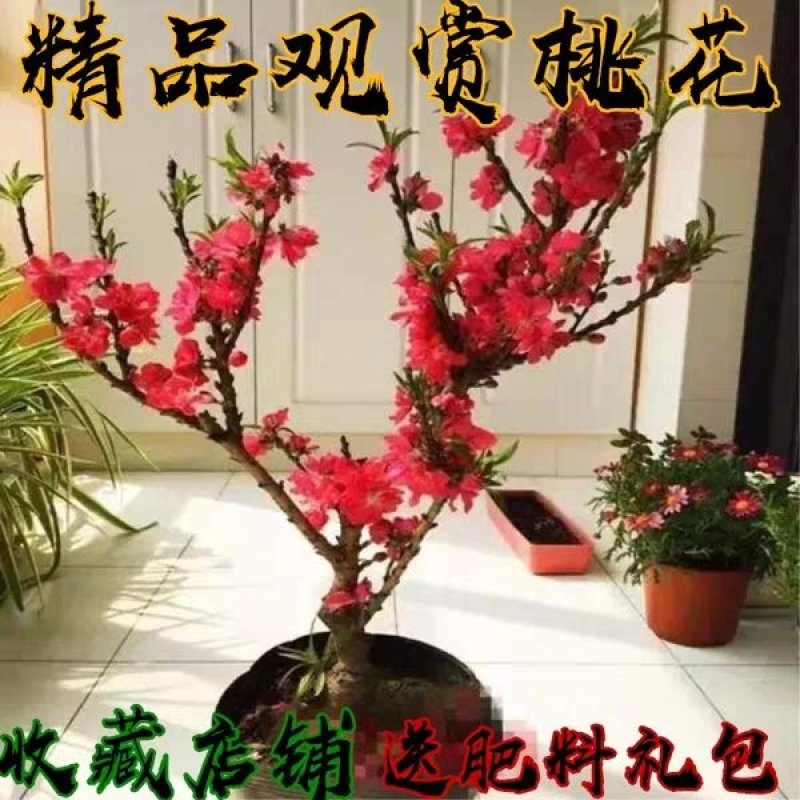 桃梅苗（红，粉）盆栽南北适种包成活包品种批发量大从优