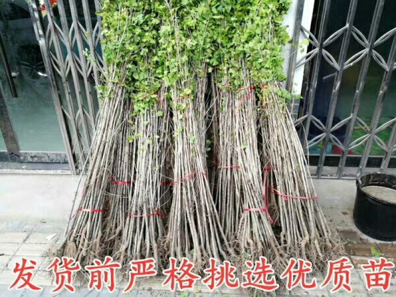 占地拆迁银杏树苗白果苗银杏小苗庭院植物行道绿化苗木银杏苗