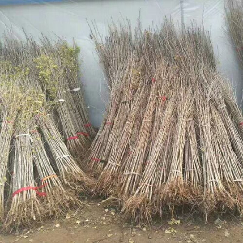 占地拆迁银杏树苗白果苗银杏小苗庭院植物行道绿化苗木银杏苗