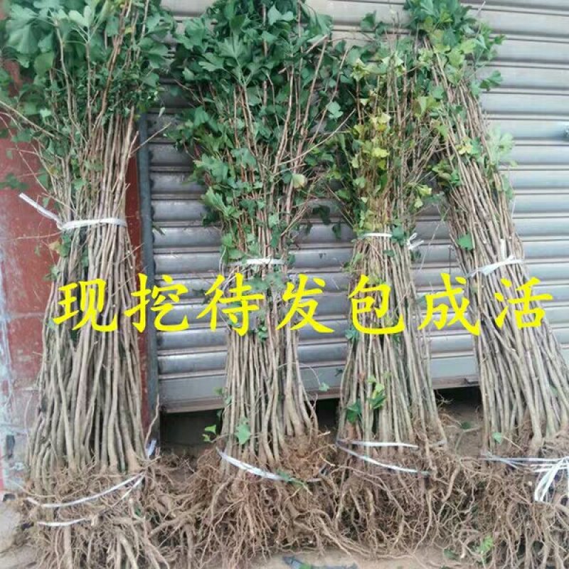 占地拆迁银杏树苗白果苗银杏小苗庭院植物行道绿化苗木银杏苗