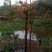 【有好货】红油香椿苗，苗好，易成活，大量供应可实地考察