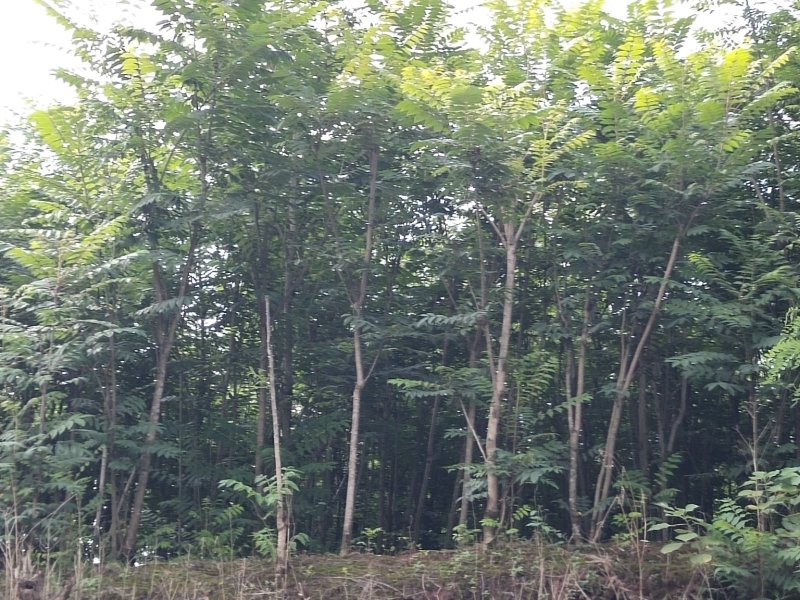 【有好货】红油香椿苗，苗好，易成活，大量供应可实地考察