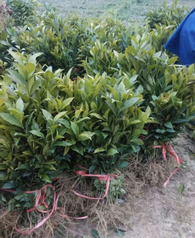 四川乌牛早茶苗，安吉白茶，福鼎大白茶
