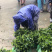 四川乌牛早茶苗,安吉白茶,福鼎大白茶