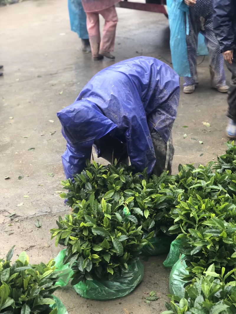 四川乌牛早茶苗，安吉白茶，福鼎大白茶