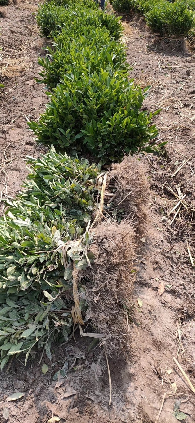 四川乌牛早茶苗，安吉白茶，福鼎大白茶