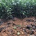 四川乌牛早茶苗,安吉白茶,福鼎大白茶