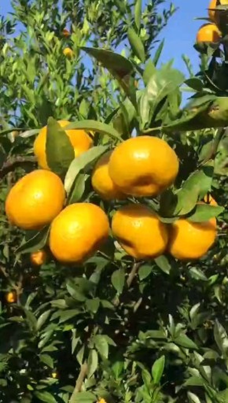 叶桔品种多（大分，大甫，国庆密桔），质量优，口感甜