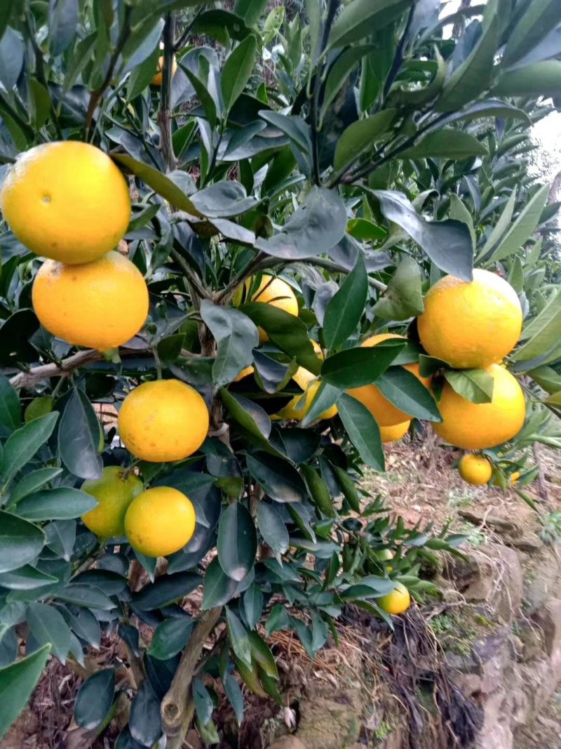 叶桔品种多（大分，大甫，国庆密桔），质量优，口感甜
