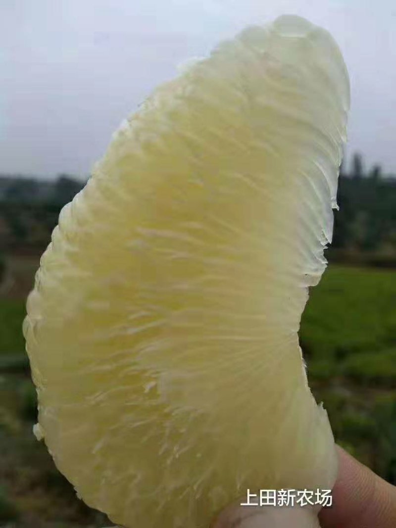 合江真龙柚，柚子，密柚，
