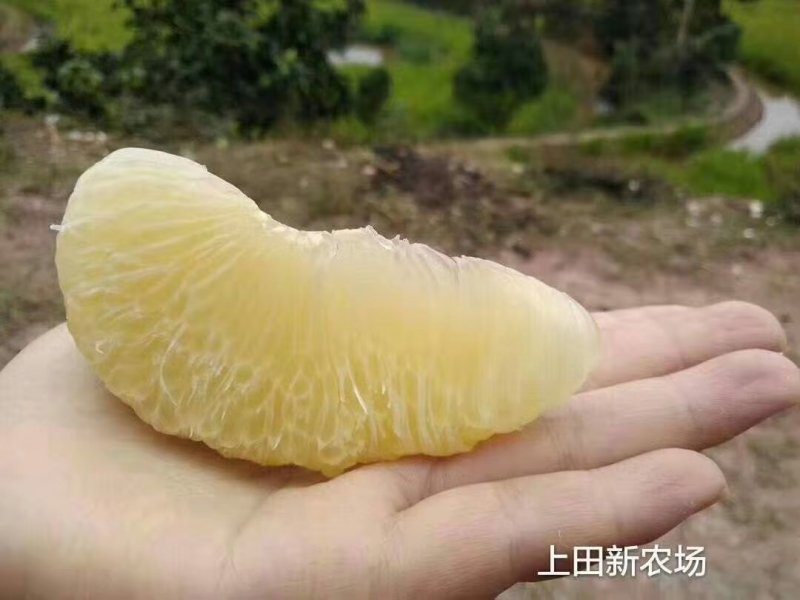 合江真龙柚，柚子，密柚，