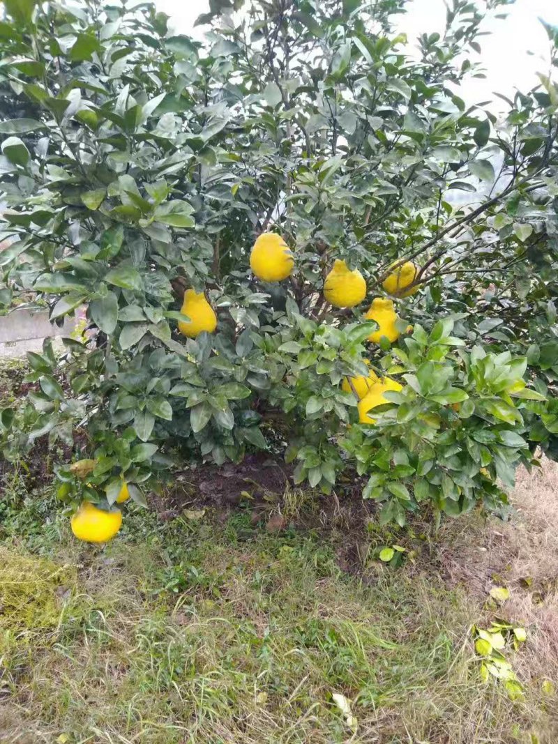 合江真龙柚，柚子，密柚，