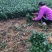 乌牛早茶苗
